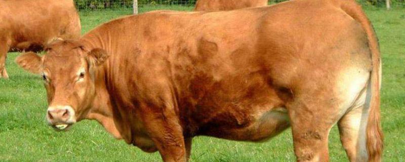 牛喝牛尿是什么原因怎么治，牛缺钙有什么症状