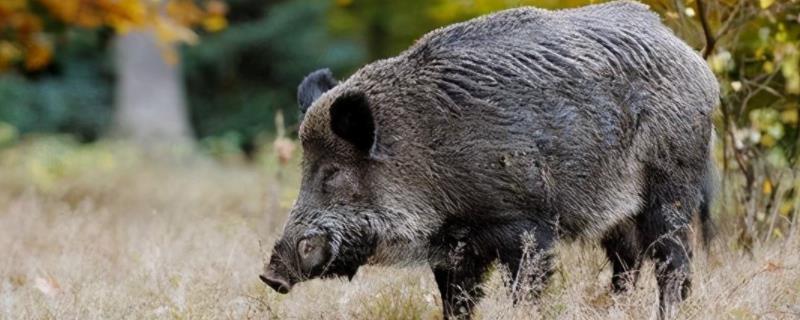 中国野猪种类，野猪和家猪有区别吗