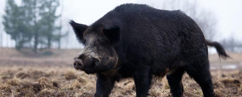 山猪和野猪的区别，如何防治野猪破坏庄稼