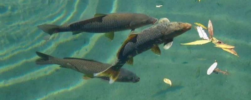 公鱼怎么让母鱼怀孕，附鱼类的生殖方式
