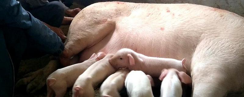 母猪难产小猪不入产道怎么办，猪难产有什么症状