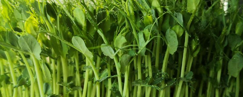 豌豆苗可以收割几次 附豌豆苗的种植时间和方法 致富热