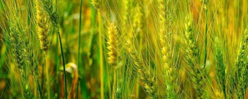 华麦1028小麦品种