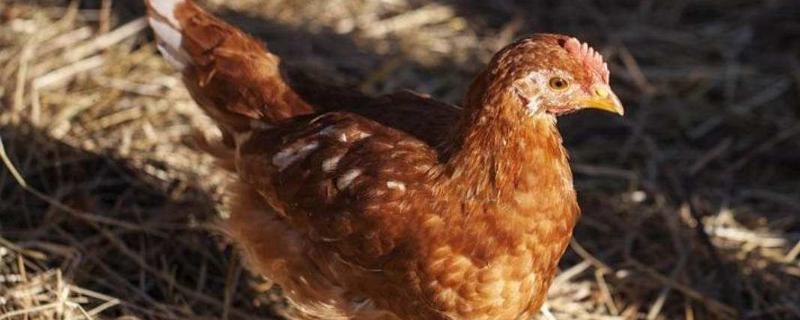 海兰褐蛋鸡多少天产蛋，海兰褐蛋鸡和芦花鸡的区别