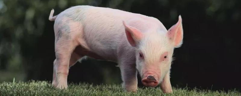 猪高烧不退用什么药最快，是什么原因导致的