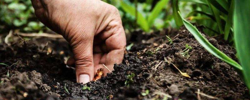 钾肥是什么肥料，钾肥对植物的作用