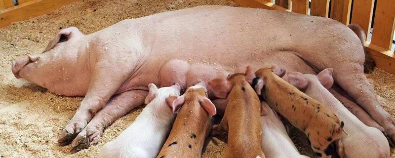 母猪生产前流胎粪是正常吗，是什么原因导致的