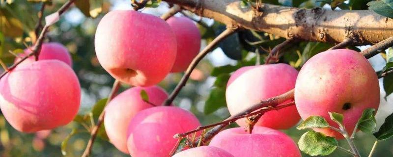 苹果的产量，适合在哪些地区种植