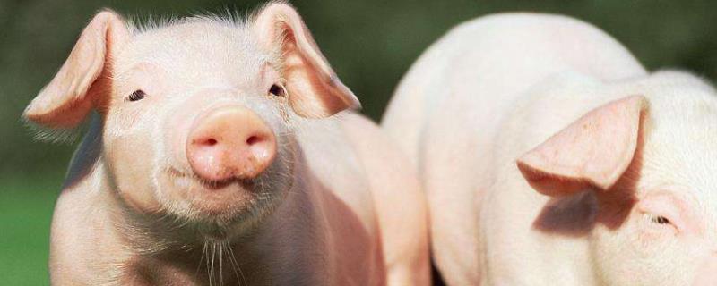 猪不吃食粪便干怎么治，是什么原因引起的