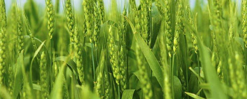 吨麦188产量怎样，小麦种植方法