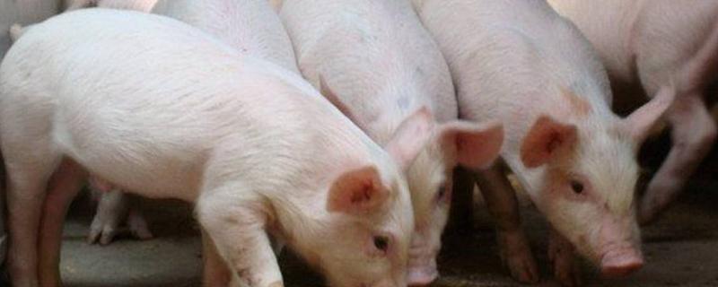 猪的生活特性，猪的养殖周期是多长