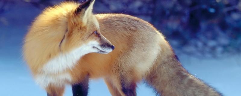 狐狸长什么样子，狐狸是国家保护动物吗