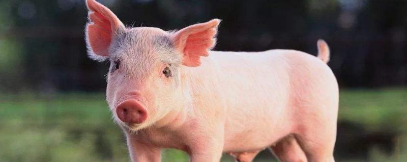 猪多久可以出栏，出栏前吃什么可以快速增重