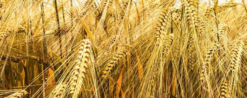 矮生小麦的特点是产量高,适应性强,丰产对吗，小麦产量三要素