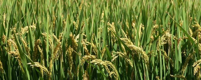 谷神2号产量与特性?水稻种植方法