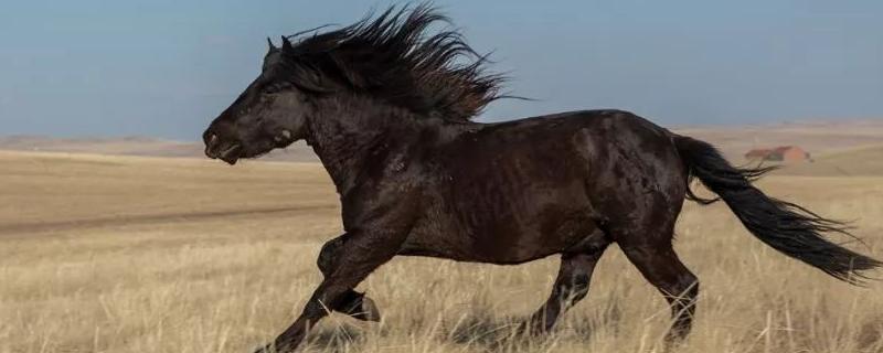 马的外形特点和生活特征，马是如何繁殖的
