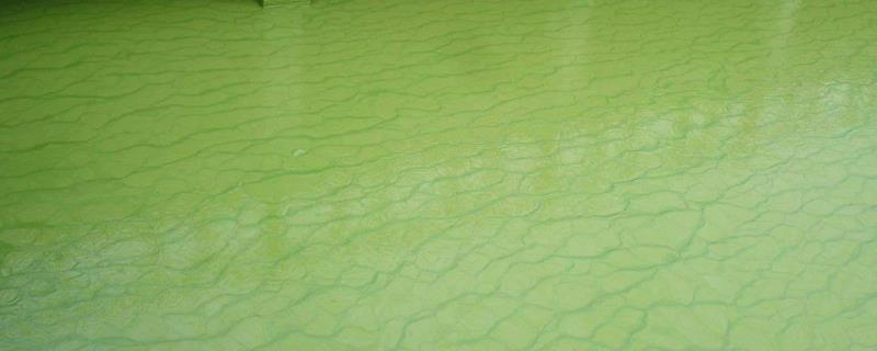 裸藻水怎么处理，裸藻在水产养殖中的危害