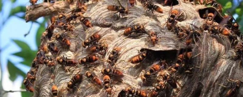 胡蜂蜂王培育技术，胡峰的天敌是什么