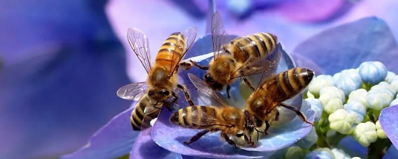 意蜂多少度关王越冬，意蜂和中蜂的区别