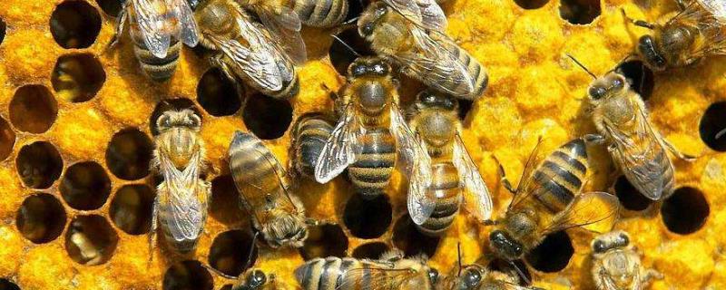 中蜂和意蜂有什么区别，中蜂如何养殖才发展的快