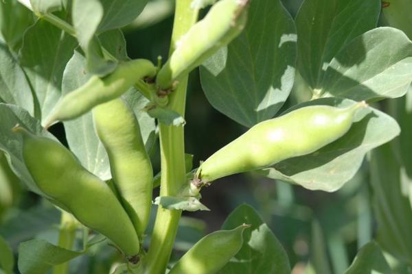 大豆几月份播种，附种植方法