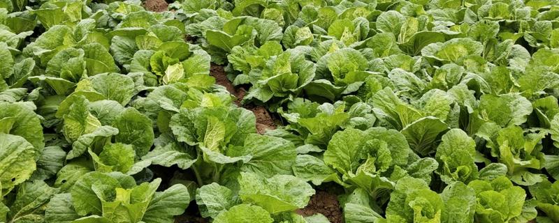 大白菜种植技术，一般在几月份种植