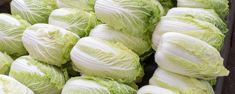 大白菜套塑料袋能增产吗，种白菜可以用黑薄膜吗