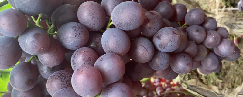 葡萄落花落果是熟透了吗，是什么原因导致的
