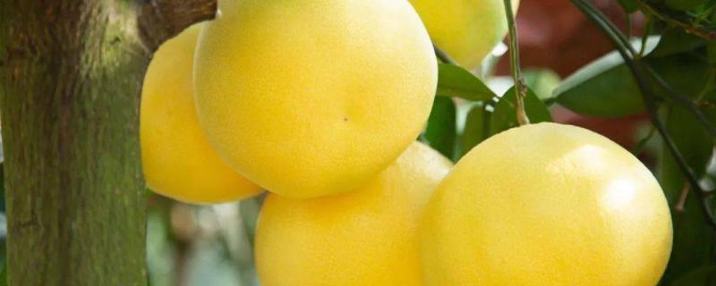 葡萄柚是什么杂交出来的，葡萄柚和西柚的区别