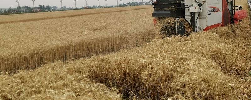 一亩地产多少斤小麦，一亩地需要用多少化肥