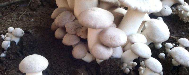 蘑菇菌种制作，如何才能长出蘑菇