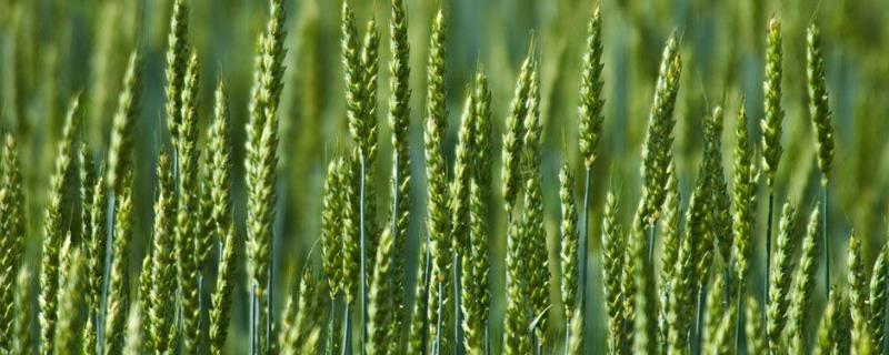 春小麦亩产多少斤，春小麦和冬小麦的区别
