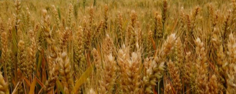 小麦几叶打除草剂，什么温度打合适