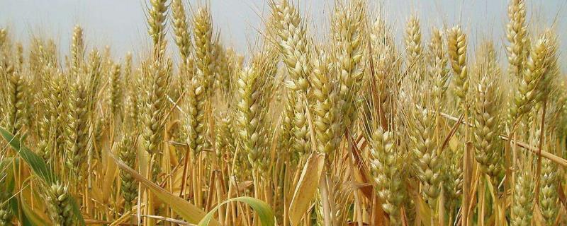 土里捂小麦的产量，小麦为什么不怕压