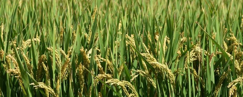 稻谷国家标准分为哪几个等级，稻谷的生长过程
