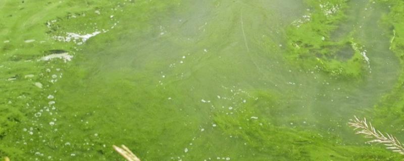 蓝藻治理最有效的方法，蓝藻和细菌的区别