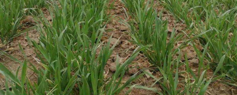小麦土壤板结出苗不好怎么办，是什么原因引起的