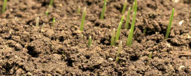 小麦撒在地表面能出芽吗，出芽需要多少积温
