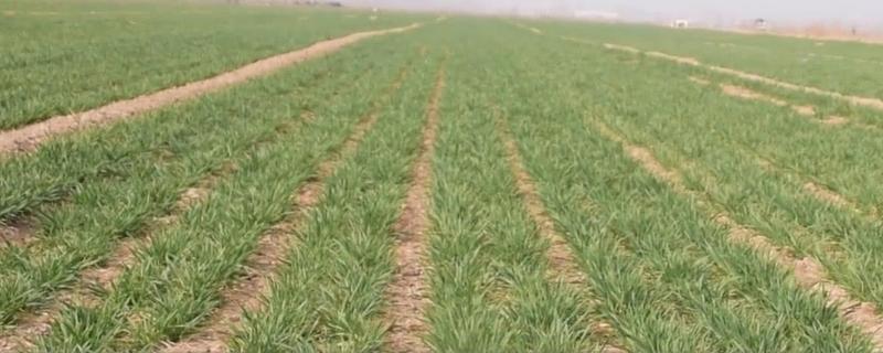 种小麦地都是湿土块能出吗，中国哪些地方适合种小麦