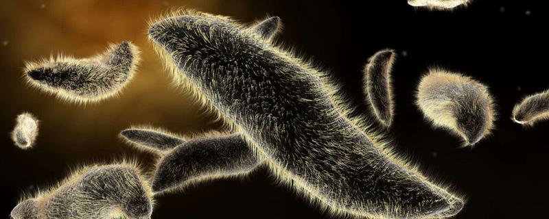 草履虫的生殖方式，属于什么动物