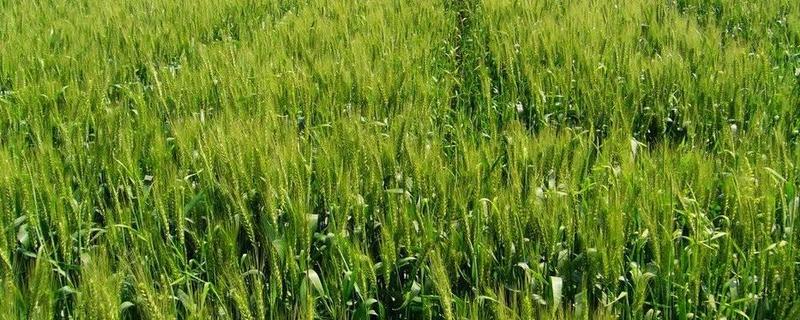 种小麦的方法和步骤，小麦适合在中国哪些地区种植