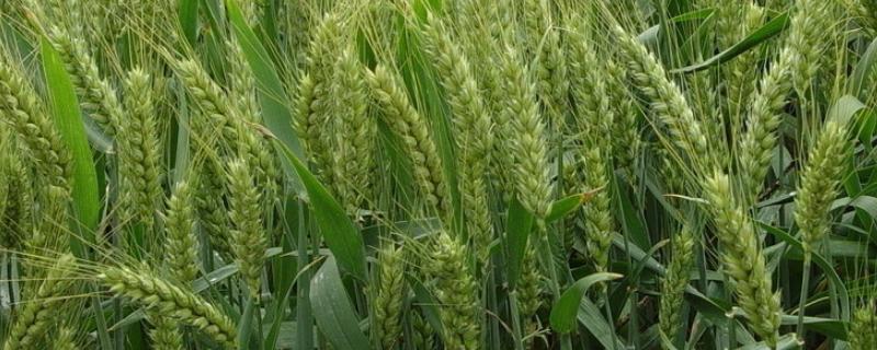 小麦出苗到分蘖需多少天，小麦出苗发黄什么原因