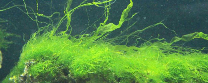 绿藻产生的原因与治理，绿藻和蓝藻的区别