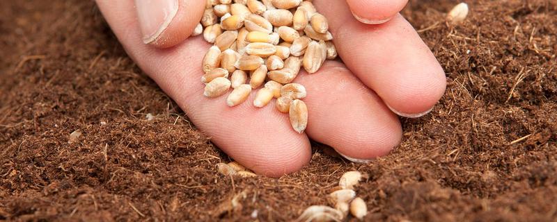 今年小麦播种多少斤合适，播种深度为多少