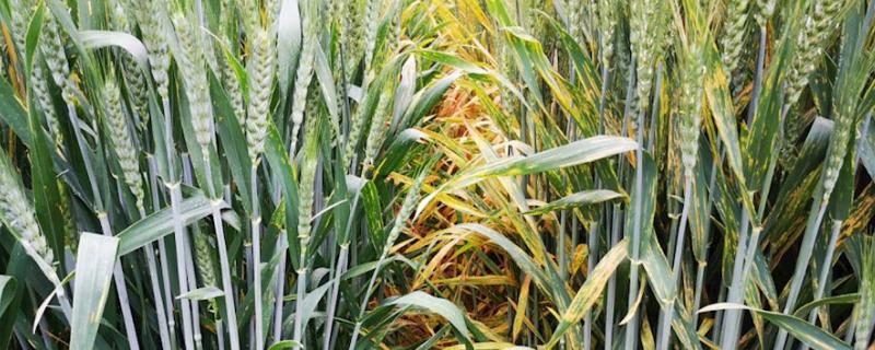 小麦出苗最低温度是多少，出苗太稀怎么办