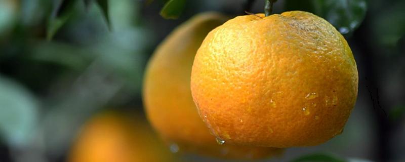 柑橘着色快增甜快用什么药，着色不均匀是什么原因