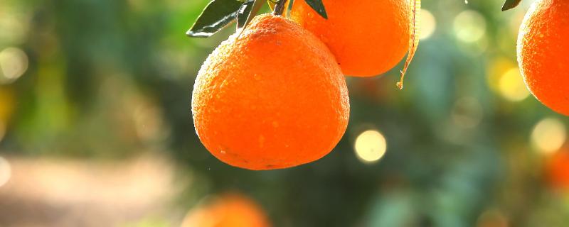 柑橘十月份主喷什么药，柑橘怎么着色快
