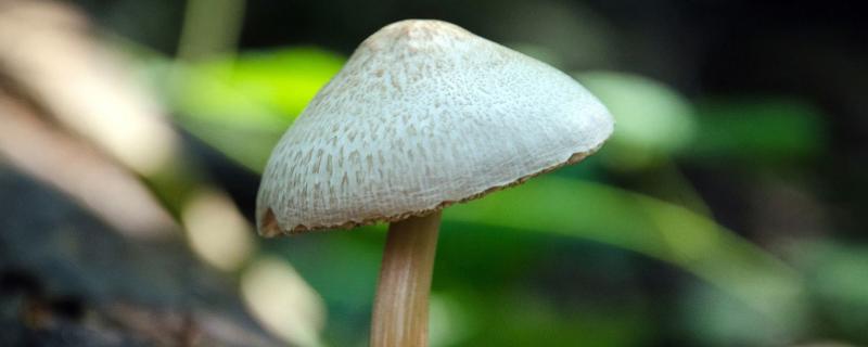 蘑菇在什么环境下生长，附蘑菇的种类