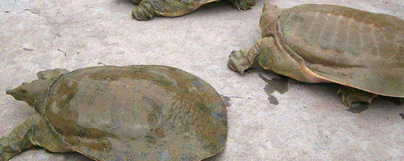 小鳖怎么养吃什么，鳖和乌龟的区别