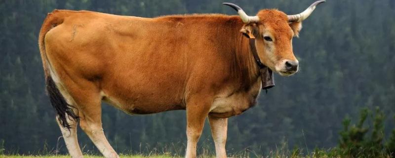 牛不打栏打黄体酮管用吗，牛不打栏的原因